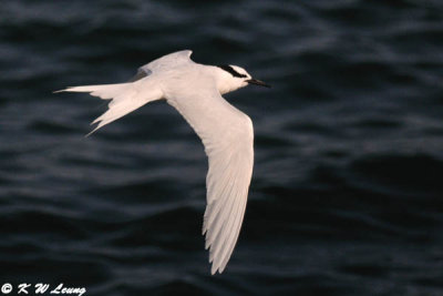 Black-naped Tern DSC_0366