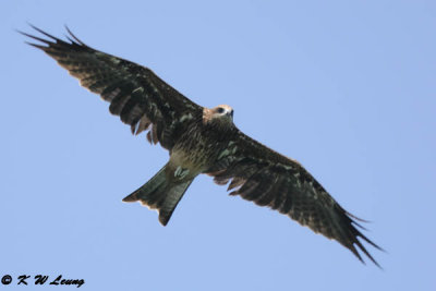 Black Kite DSC_0180