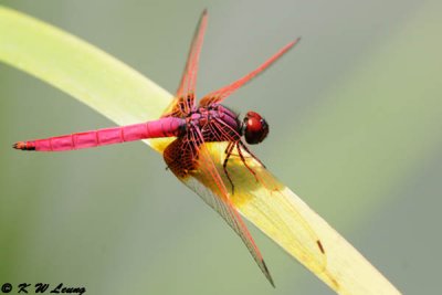 Trithemis aurora DSC_7263