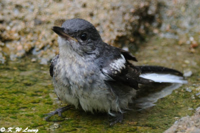 Oriental Magpie Robin DSC_7271