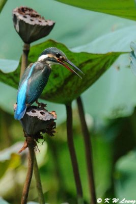 Common Kingfisher DSC_0779