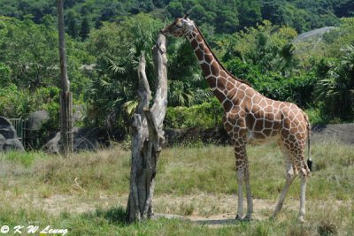 Giraffe DSC_2119