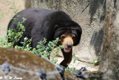 Black bear DSC_2097