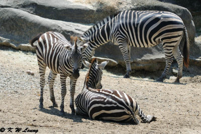 Zebras DSC_2132