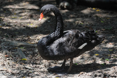 Black swan DSC_2074