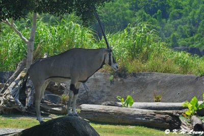 Antelope DSC_2135