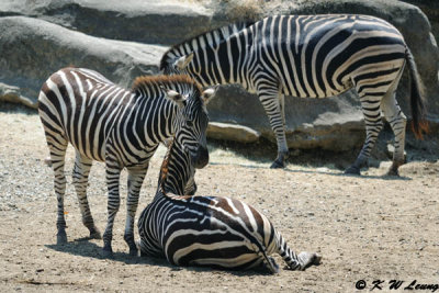 Zebras DSC_2129