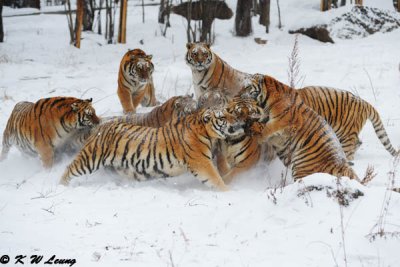 Siberian Tiger DSC_7819
