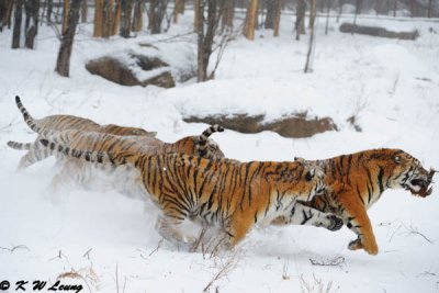 Siberian Tiger DSC_7822
