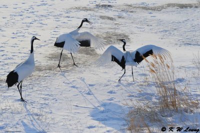 Red-Crowned Crane DSC_9645