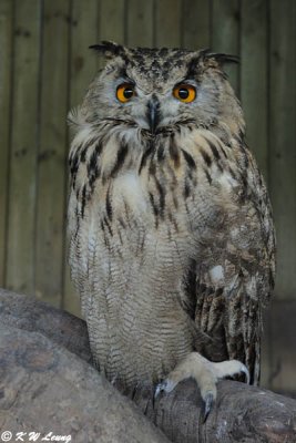 Eurasian Eagle Owl DSC_3375
