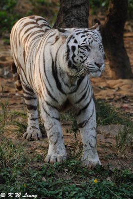 White Tiger DSC_3291