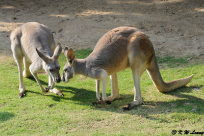 Kangaroo DSC_3160