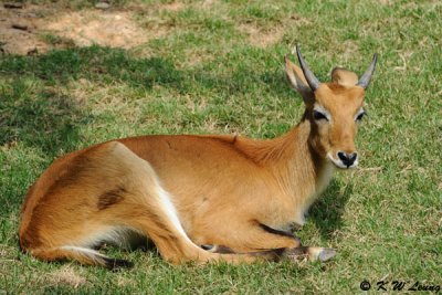Antelope DSC_2915