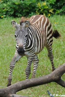 Zebra DSC_2839