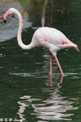 Flamingo DSC_2748