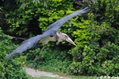 Marabou stork DSC_2854