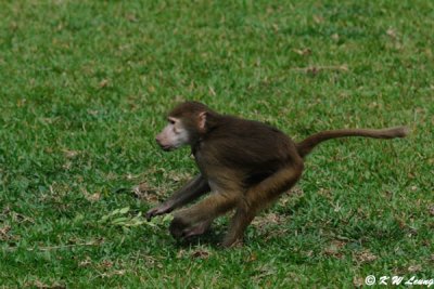 Monkey DSC_2841