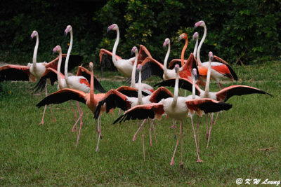 Flamingo DSC_2885
