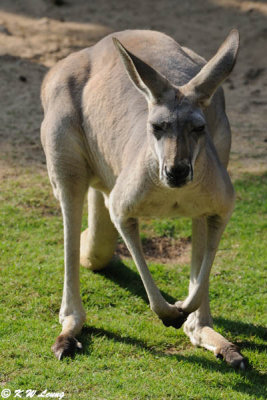 Kangaroo DSC_3159