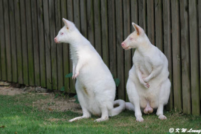 White Kangaroo DSC_3140