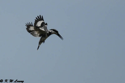 Pied Kingfisher DSC_4340