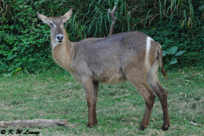 Waterbuck DSC_3313