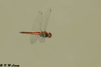 Dragonfly DSC_4386