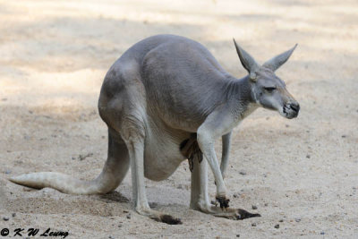 Kangaroo DSC_3156