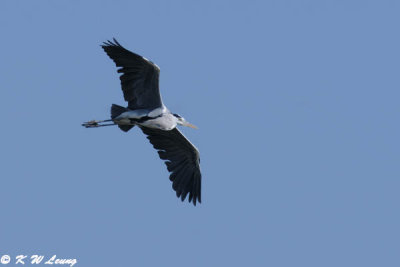 Grey Heron DSC_5159