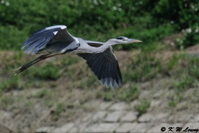 Grey Heron DSC_5334