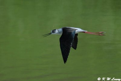 Black-winged Stilt DSC_4987