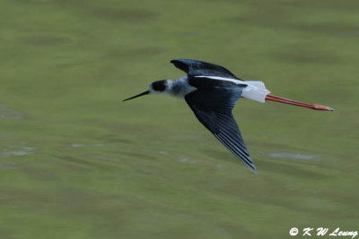 Black-winged Stilt DSC_4933