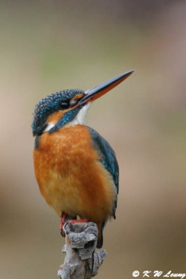 Common Kingfisher DSC_5842