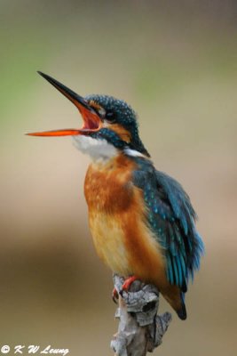 Common Kingfisher DSC_5887