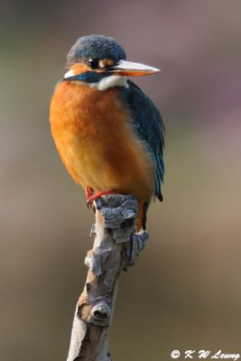 Common Kingfisher DSC_6422