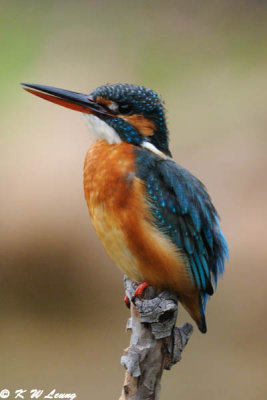 Common Kingfisher DSC_5893