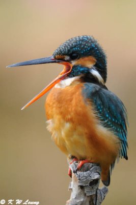 Common Kingfisher DSC_6113