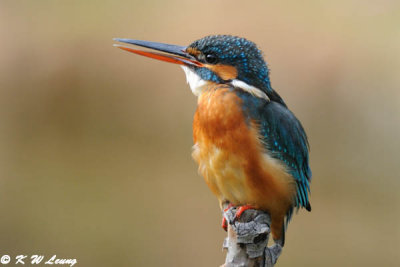 Common Kingfisher DSC_6119