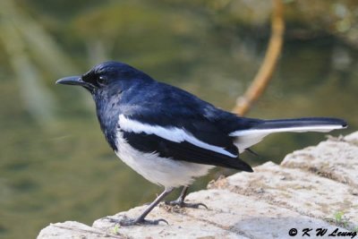 Oriental Magpie Robin DSC_6208