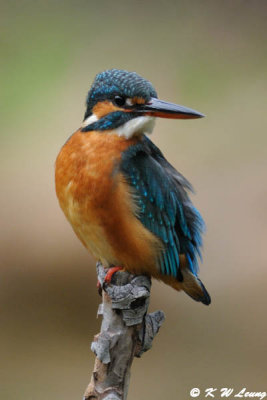 Common Kingfisher DSC_5915
