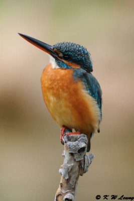 Common Kingfisher DSC_5815