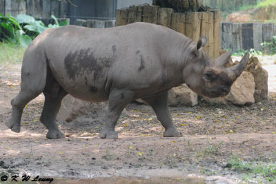 Rhino DSC_2921