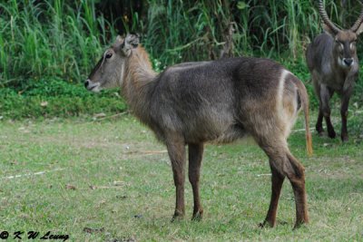 Waterbuck DSC_3314
