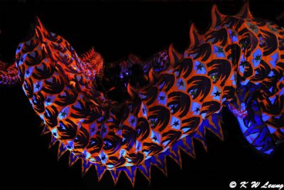 Luminous Dragon Dance DSC_3894