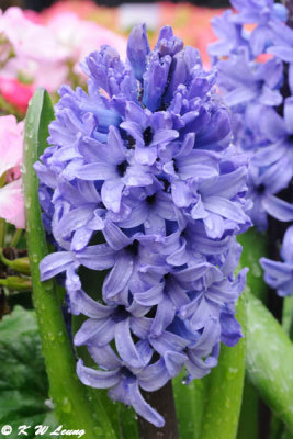 Hyacinth DSC_6691