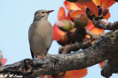 Red-billed Starling DSC_6237