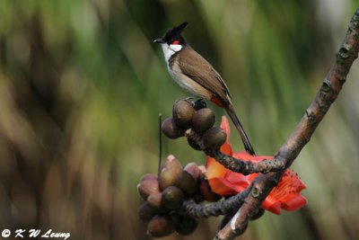 Red-whiskered Bulbul DSC_6042