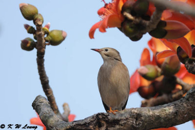 Red-billed Starling DSC_6212