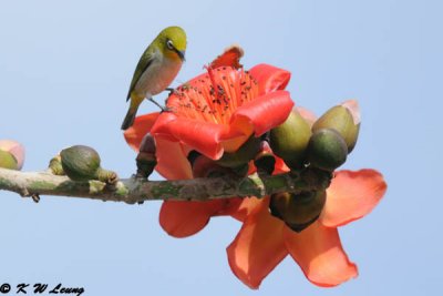 Japanese White-eye DSC_6805